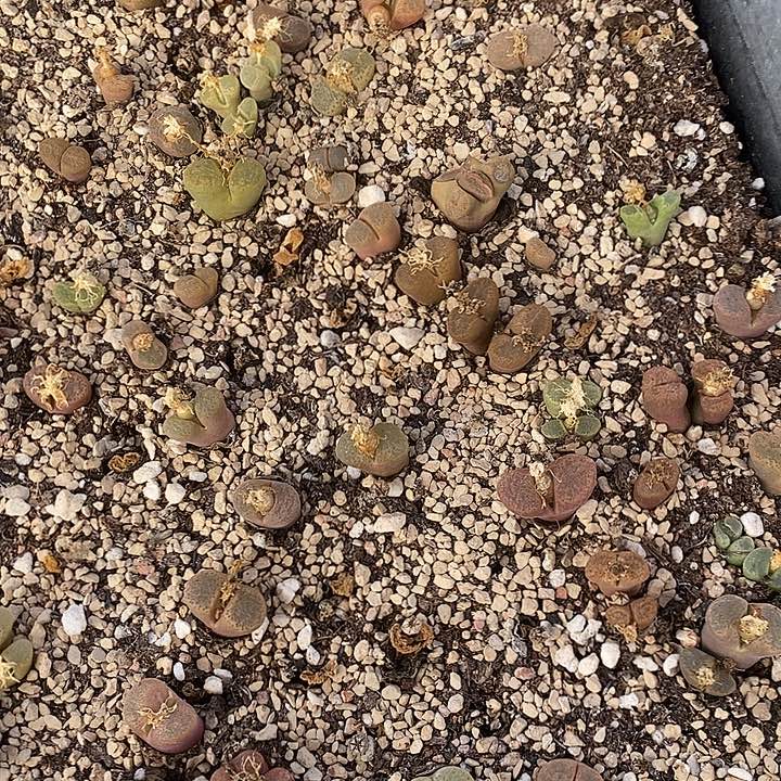 313清框福利风铃一筐。  