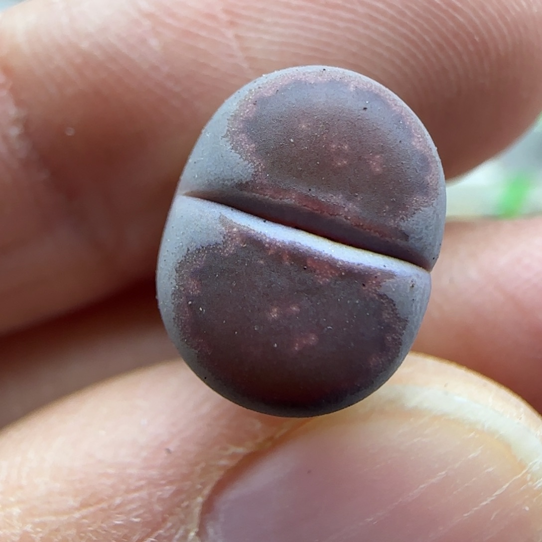 350甜甜圈饼干清框福利30包邮