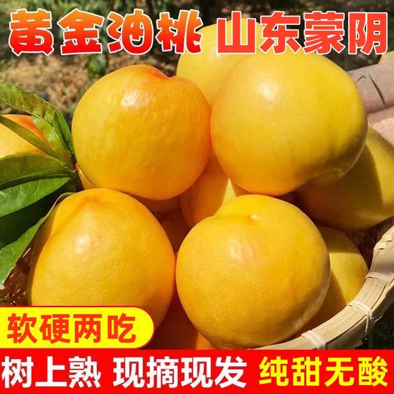 【饱饱专属】正宗 蒙阴黄金油 桃当季新鲜水果 现摘现发