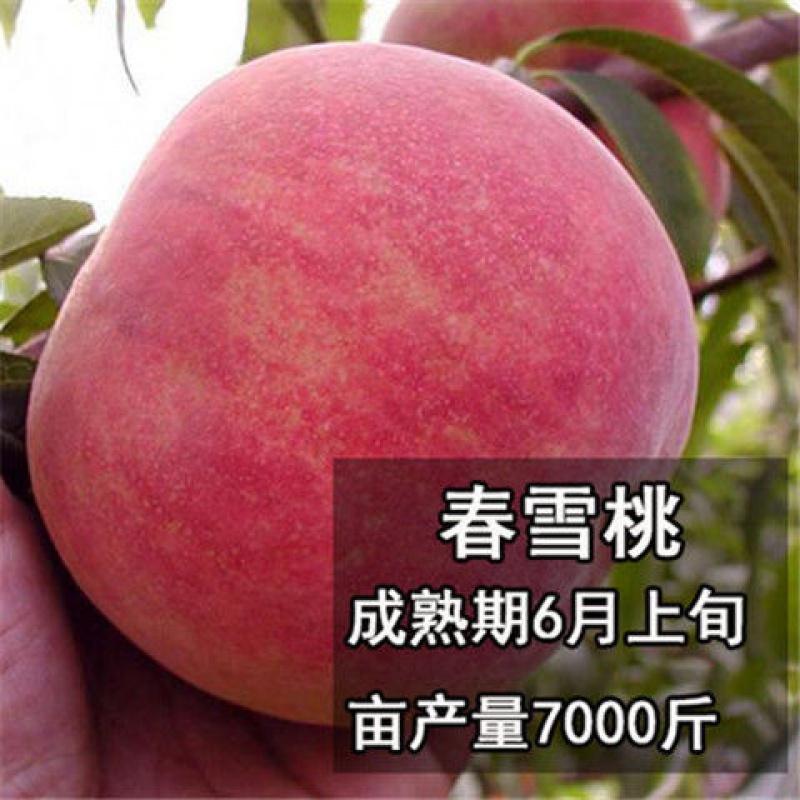 正宗嫁接桃树苗春雪桃树苗盆栽地栽南方北方均可种植