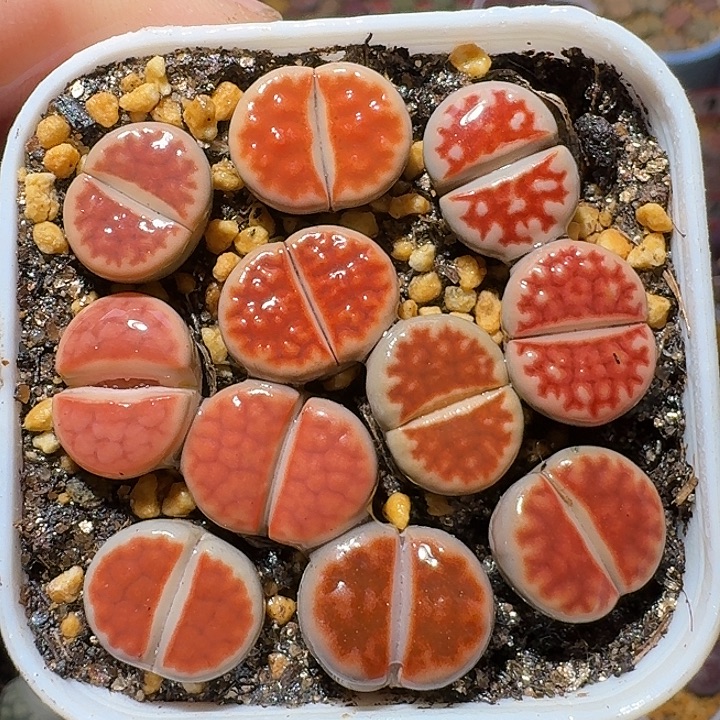 生石花11111111。   237