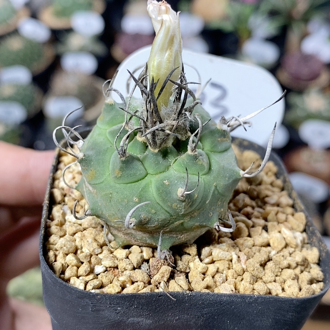 203号实生升云龙3.5cm
