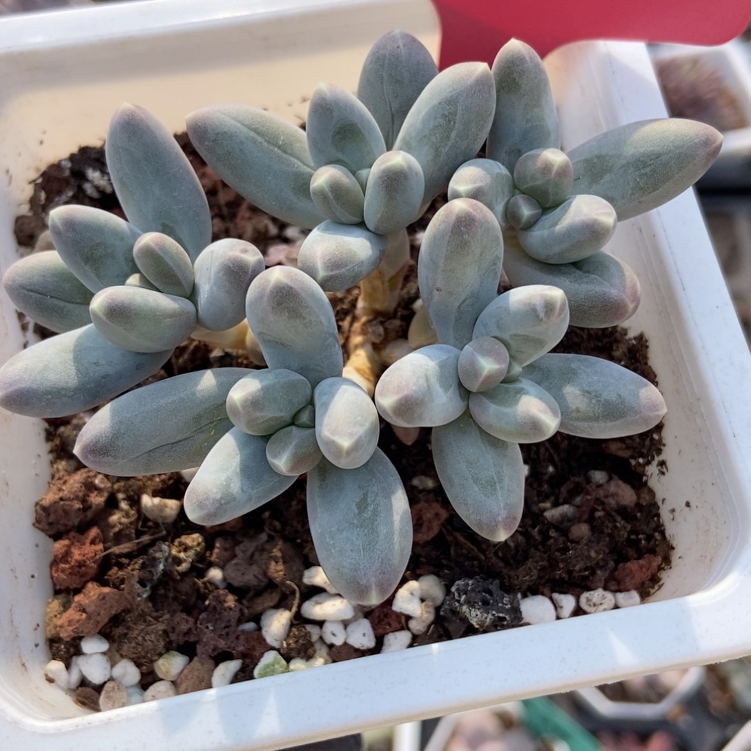 555乌拉奶多肉植物