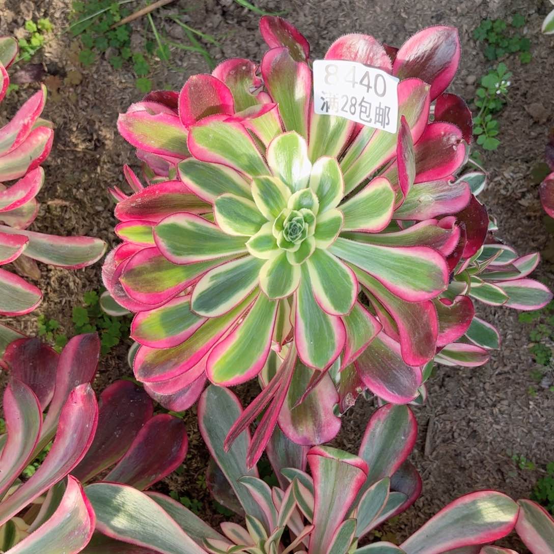 D. 8440冰淇淋多肉