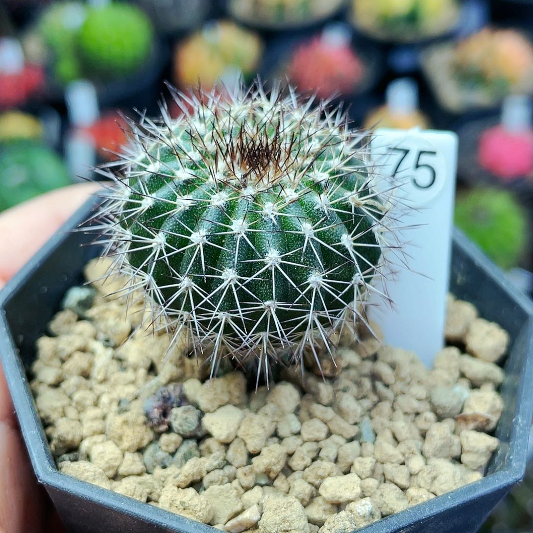 优博球非偏远地区满25发货仙人球