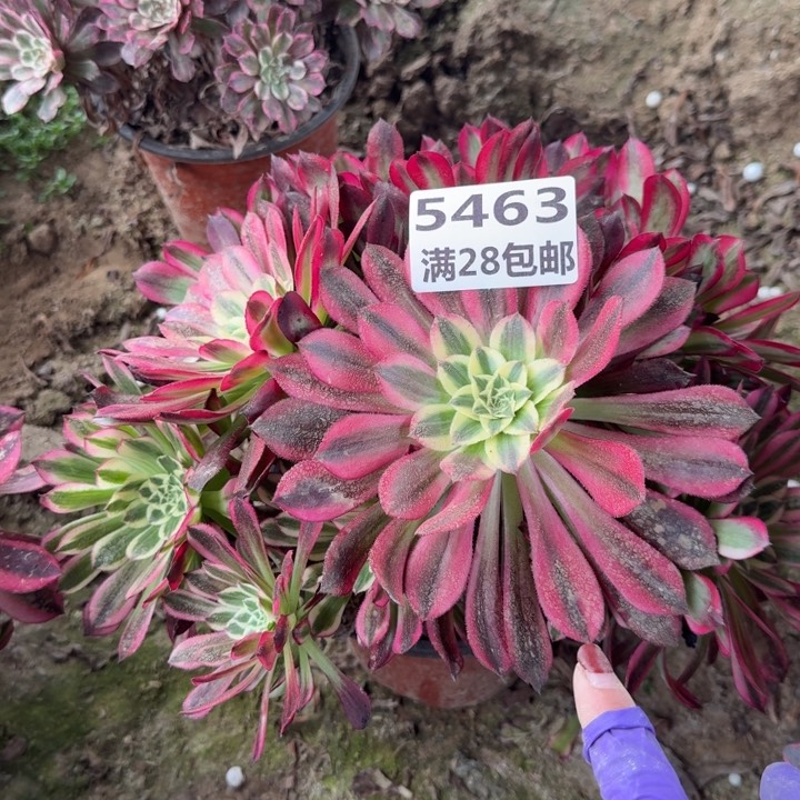 5463天和福利一号棚B