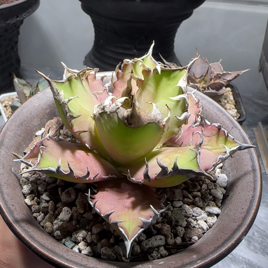 一***妹红猫仁王冠龙舌兰瑕疵