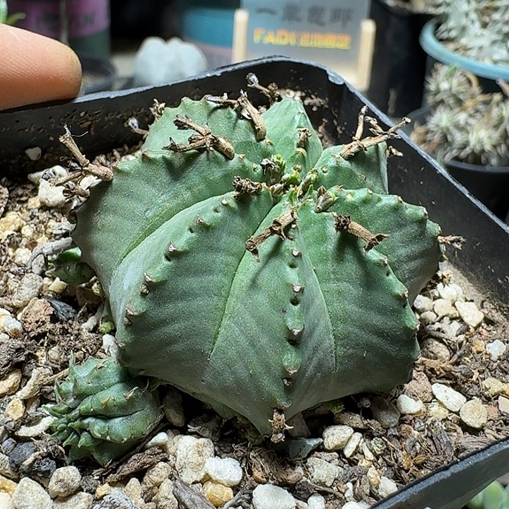 781贵青玉脱土发货