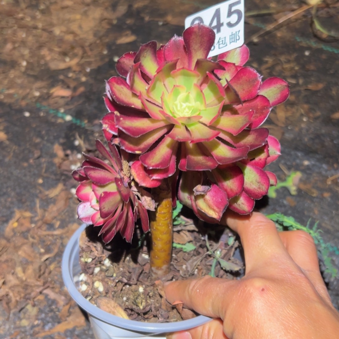 多肉植物045无售后