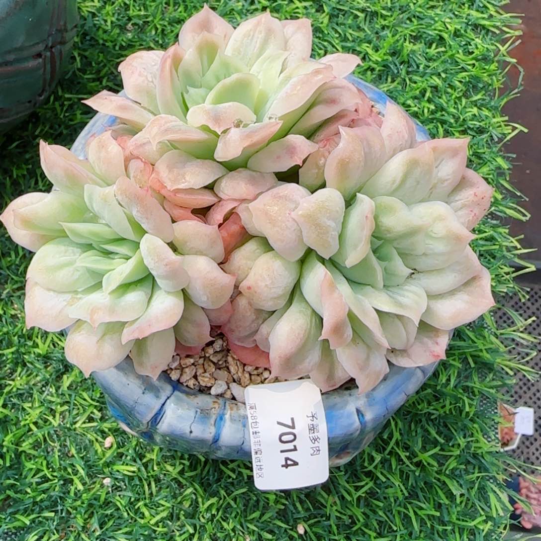 泡泡纱裙，7014多肉植物