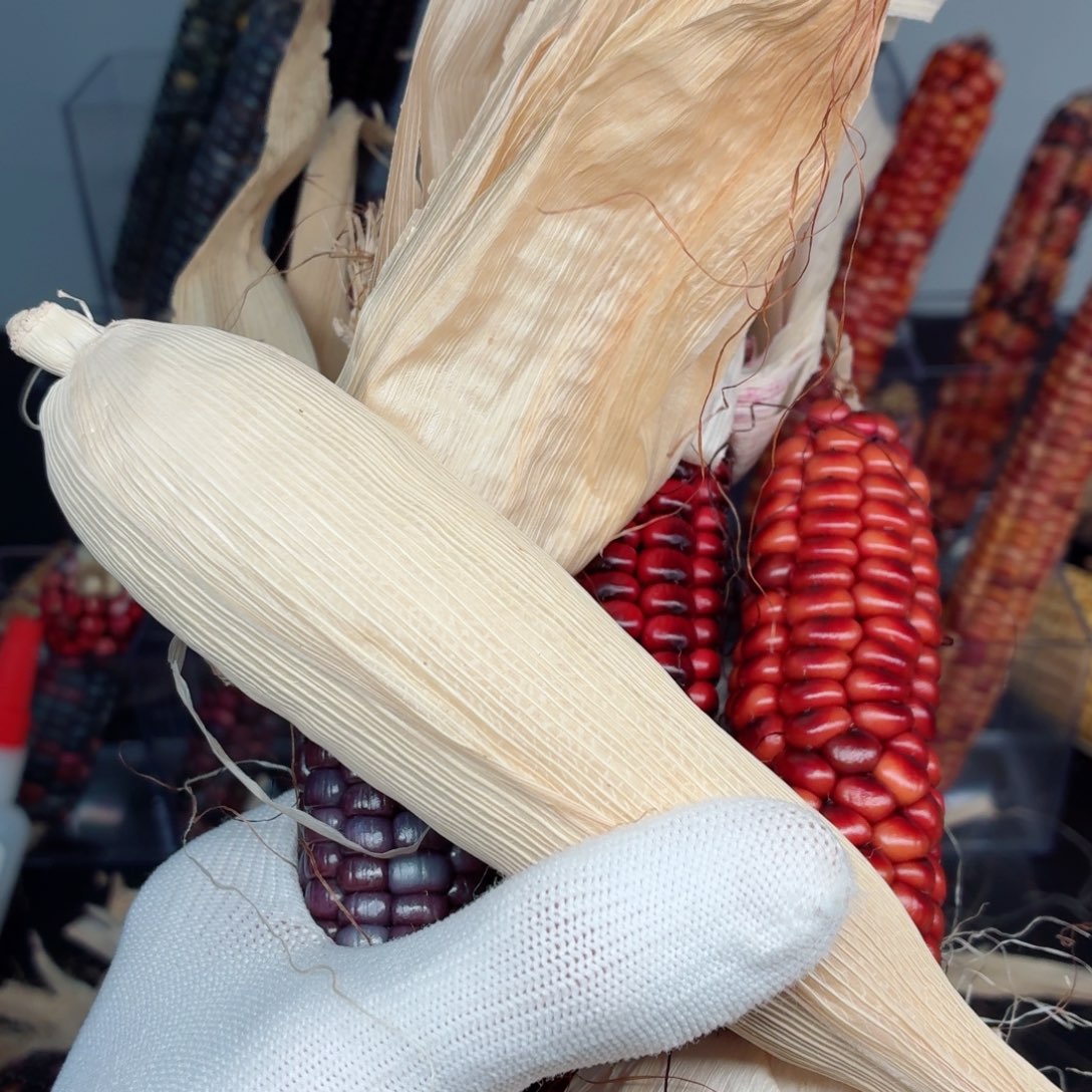 吊坠白玉菩提5根拇指玉米，非彩绘山