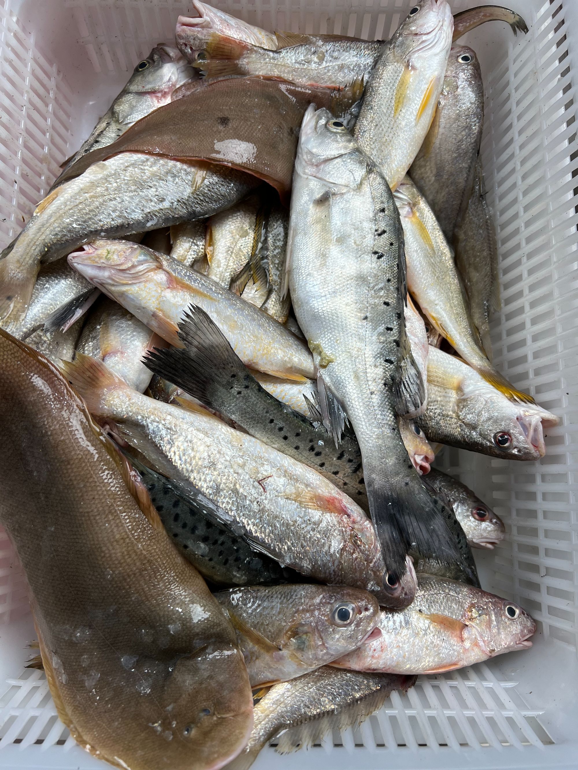 本港小船作业野生海杂鱼