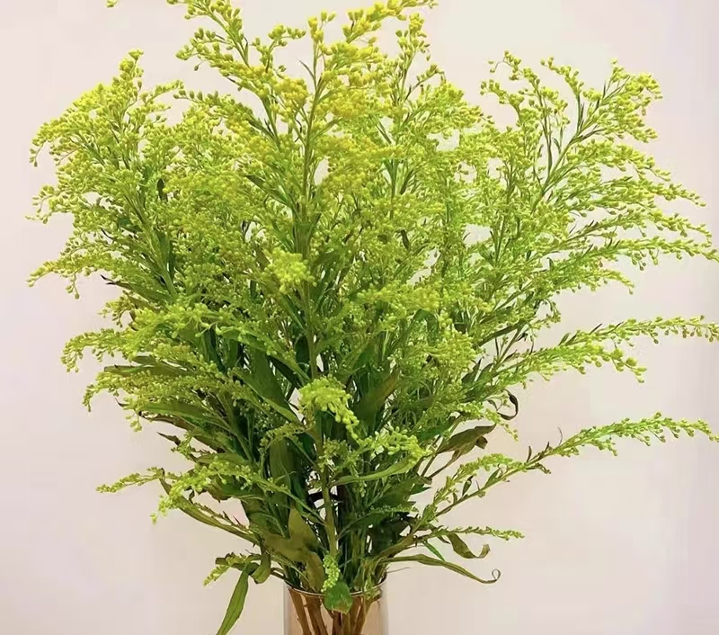 鲜花【黄莺草】基地鲜花 云南基地直发 两单升级冷链快递发货