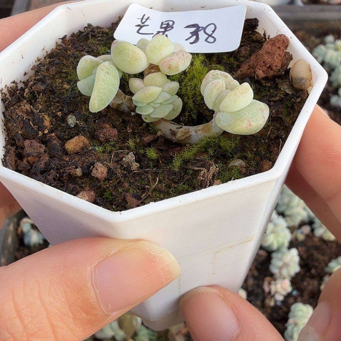 芒***妞芒果专拍冰玉石化群一颗