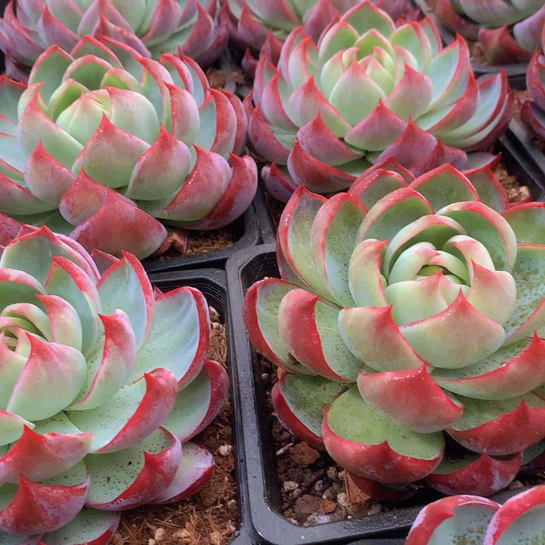 内沟惊鸿355678889900000