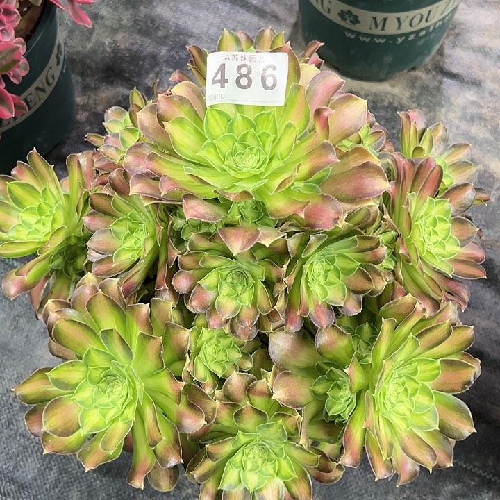 486韶华多肉植物