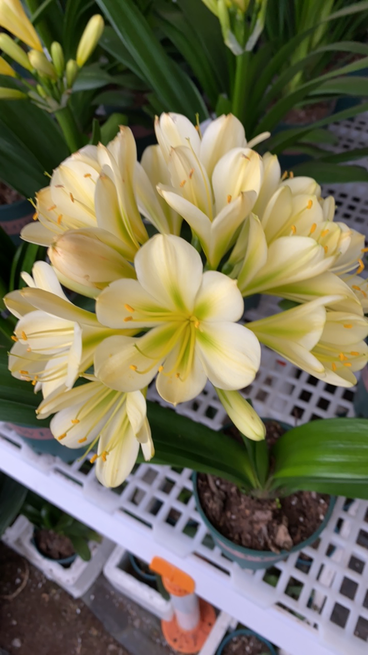 君子兰金镶玉（1颗带花苞）