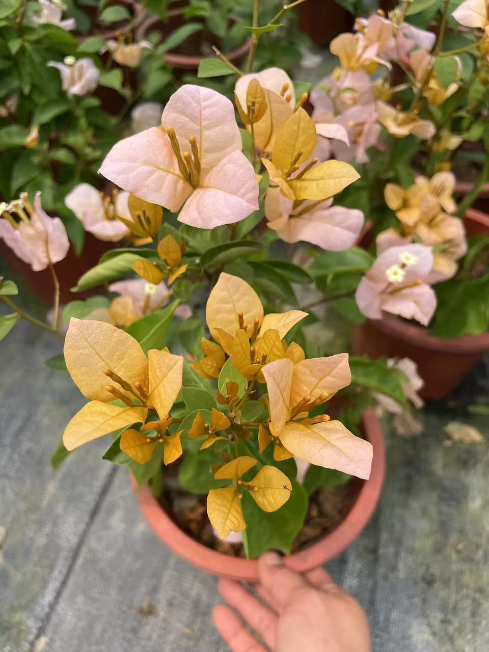 三角梅一物一拍基地直发阳台庭院花卉四季勤花好养