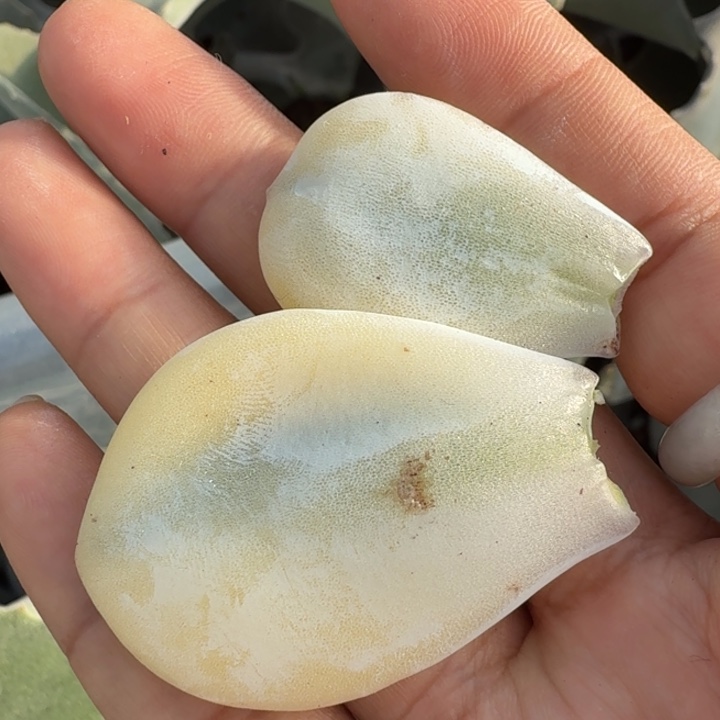 奥橙锦一组叶片的价格