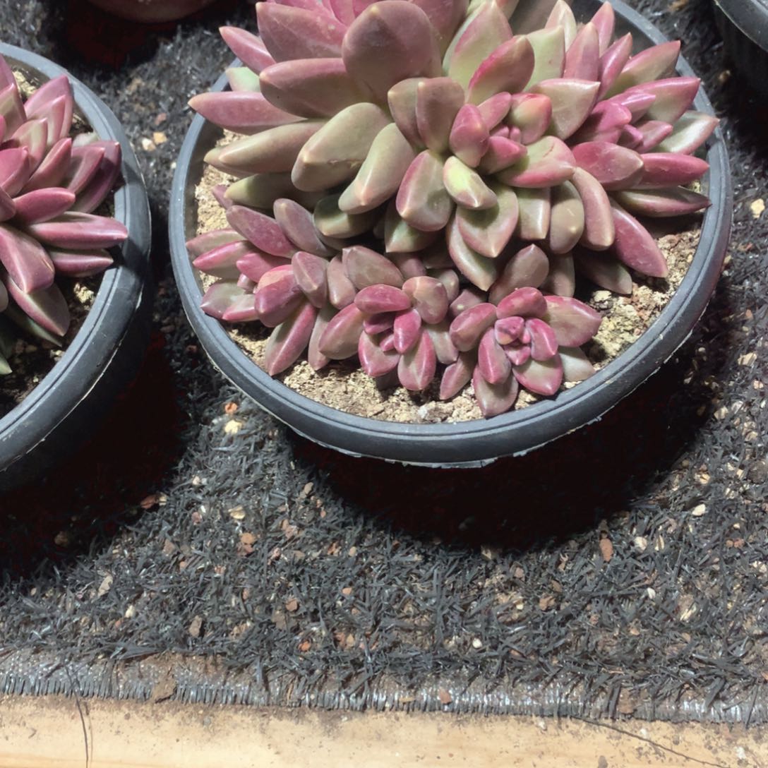 多肉植物迷雾泡泡