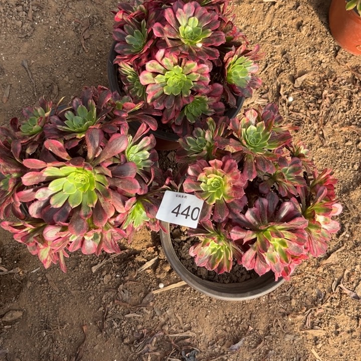 440号祝融3个裸根脱土