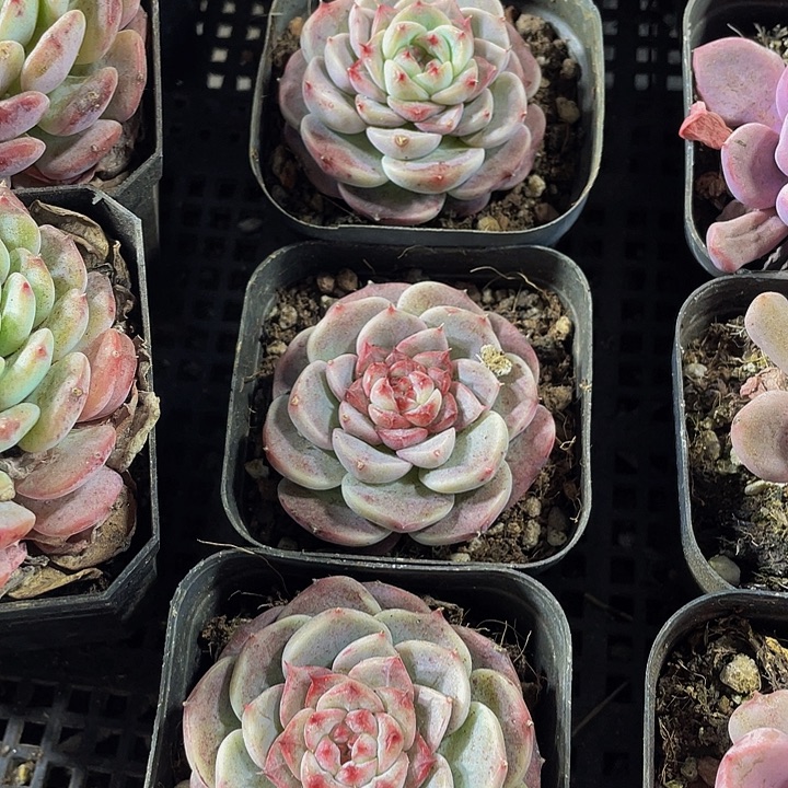 天鹅绒带盆土发货