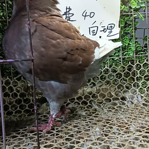 圆环鸽子一只鸽子