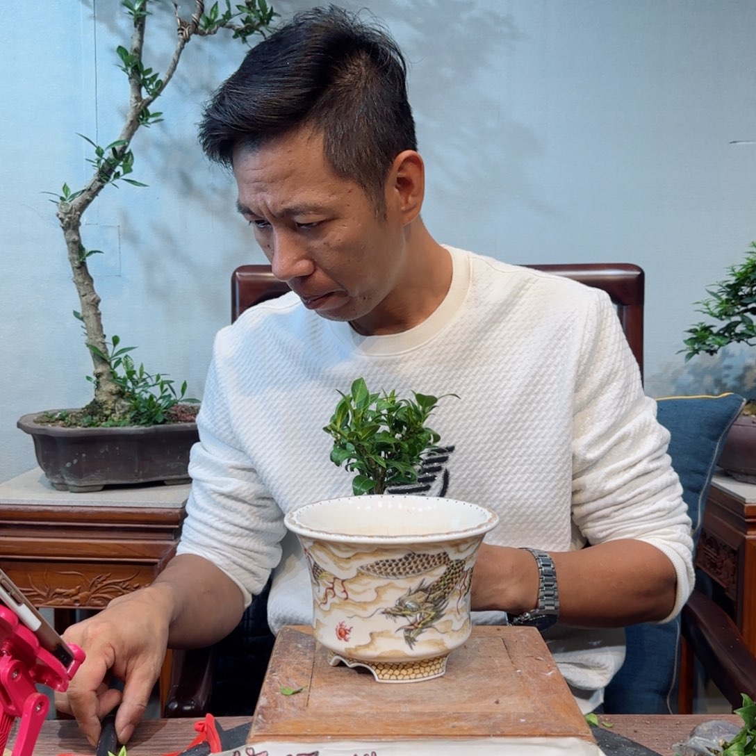 当前无花朵，栽培后可花朵来*来