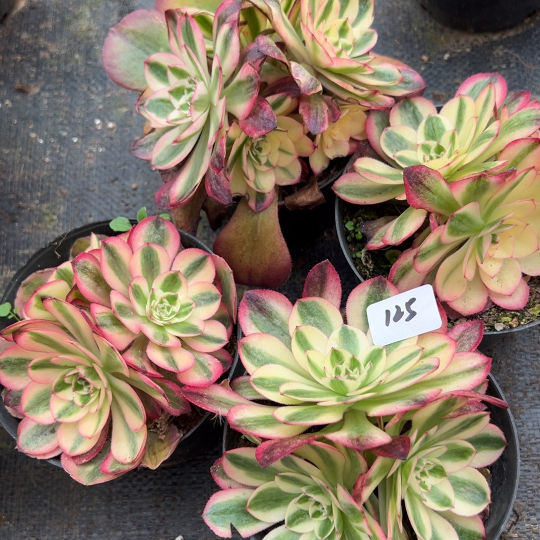 125荔枝朵朵一颗5多肉系