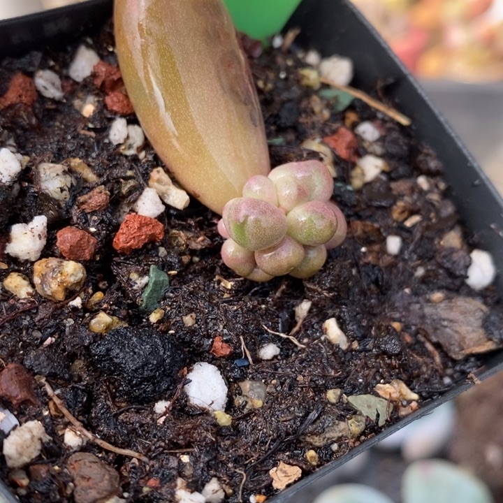 410糖果亩美人小苗，锦基因