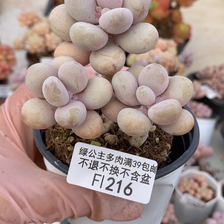 糖果桃蛋老桩216多肉植物