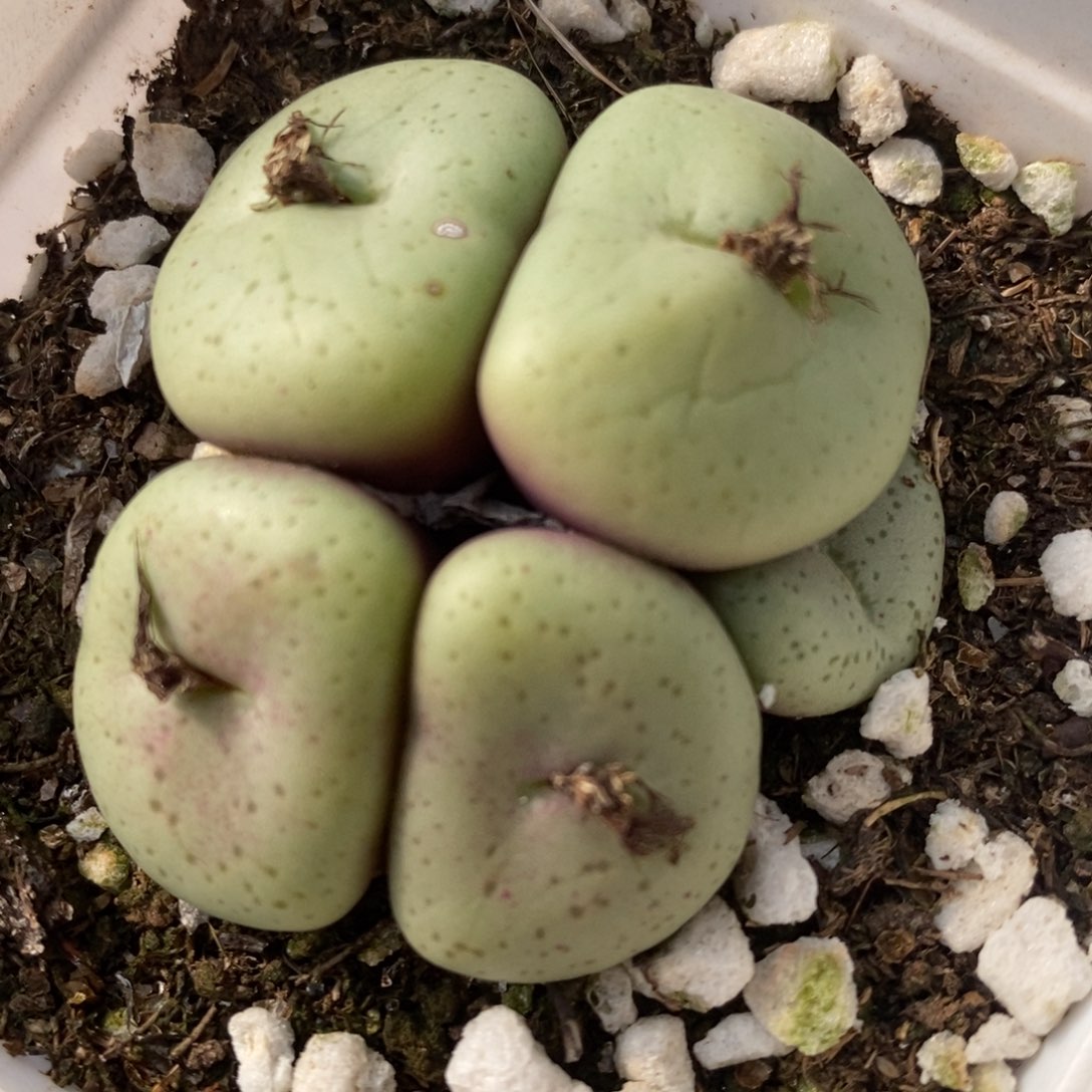 818吕氏大饼一群