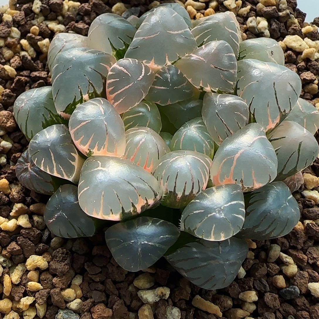 388号非组冰灯玉露锦一物一拍带盆