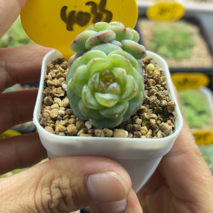 甜心双头可拍4033