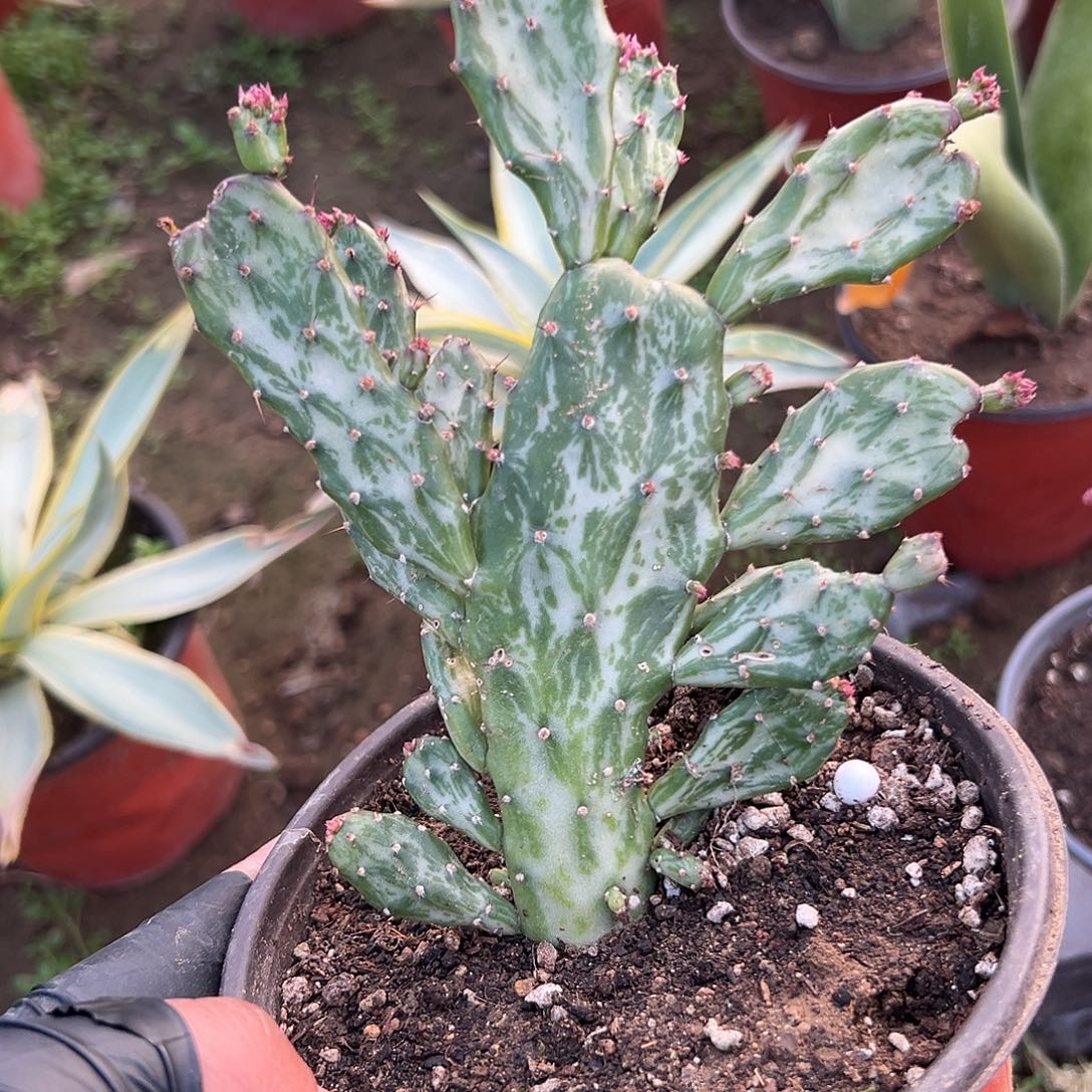 多肉植物彩扇多肉