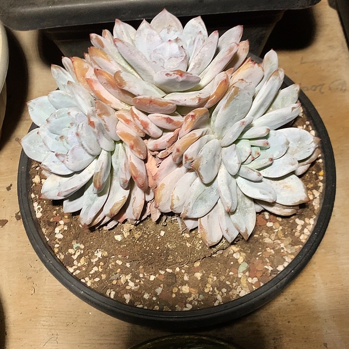 美肉特价活动开始啦