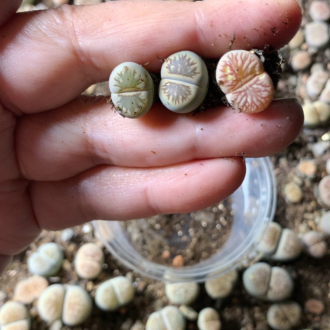 「****」T246多肉植物保护