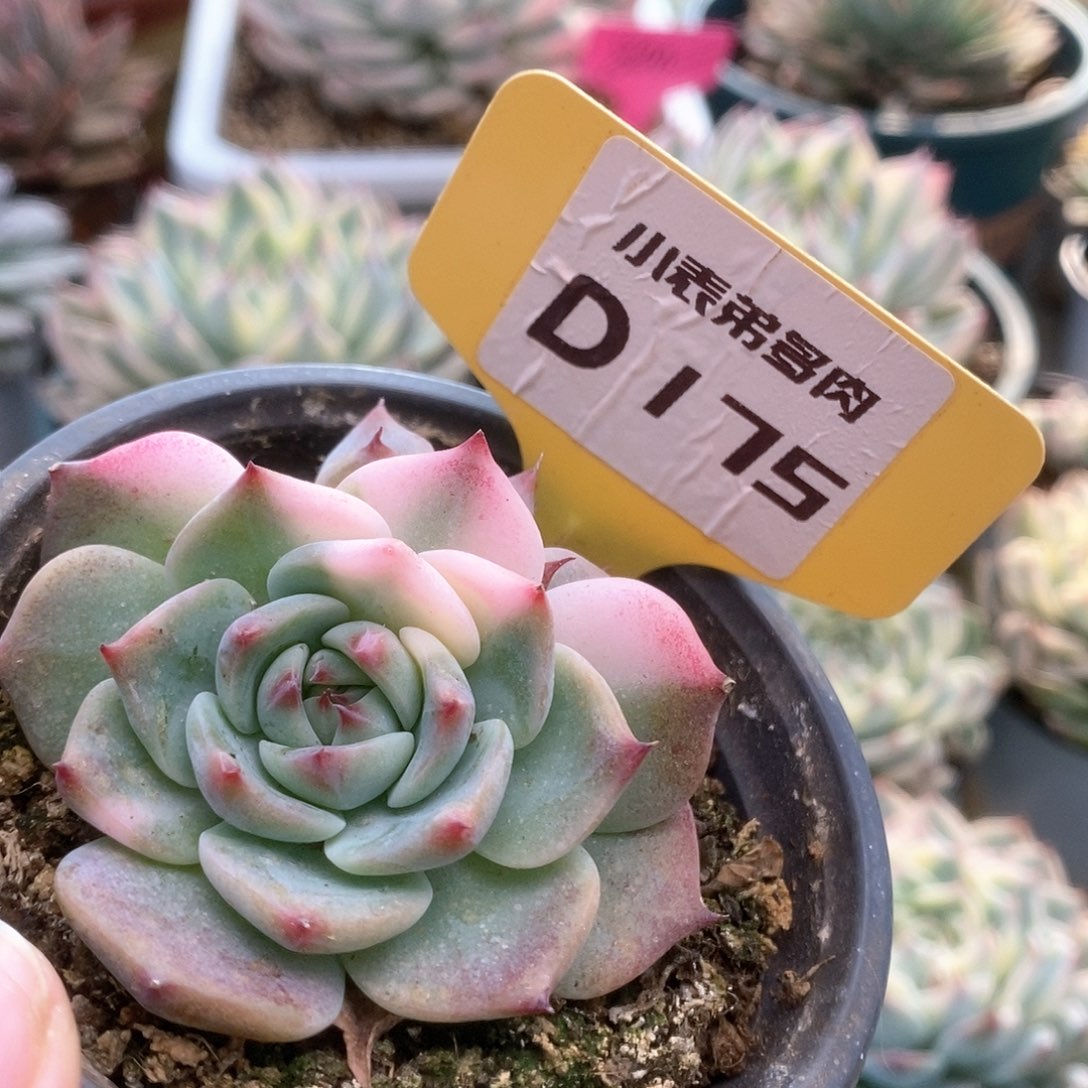 D175锦锦锦锦锦锦锦锦