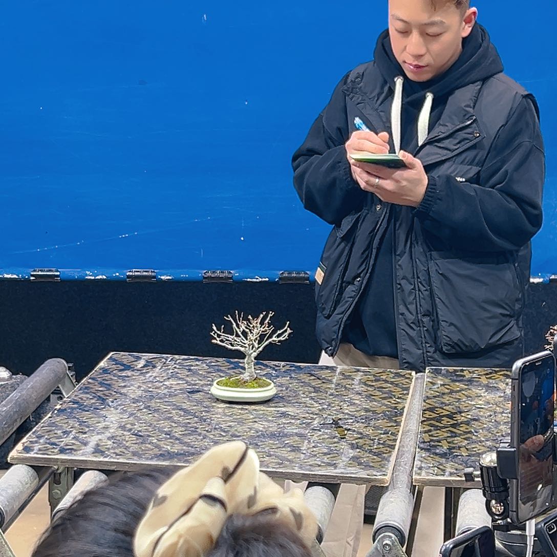 杂木盆景举树一物一拍