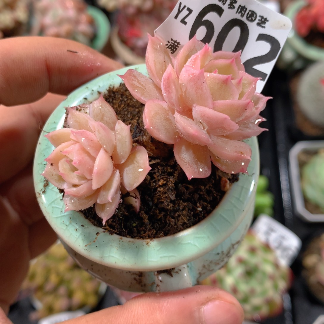 5CM拇指盆精控多肉YZ602