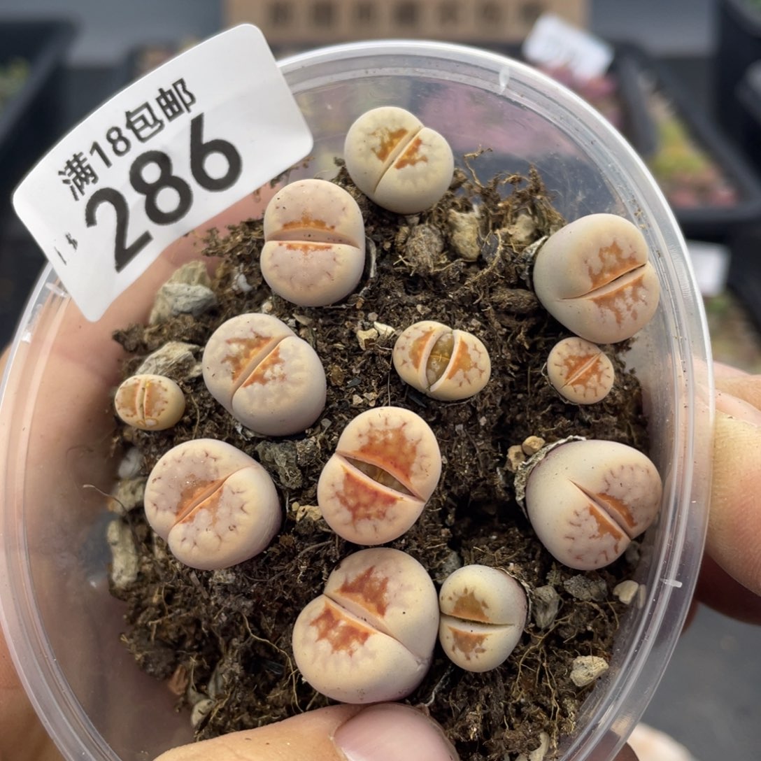 红陶00000000000000000286