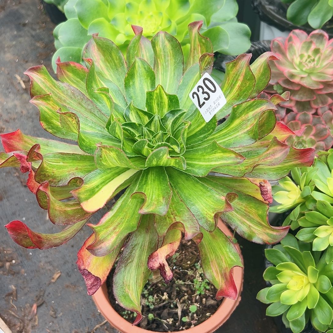 小冰中班七彩230多肉植物多肉植物