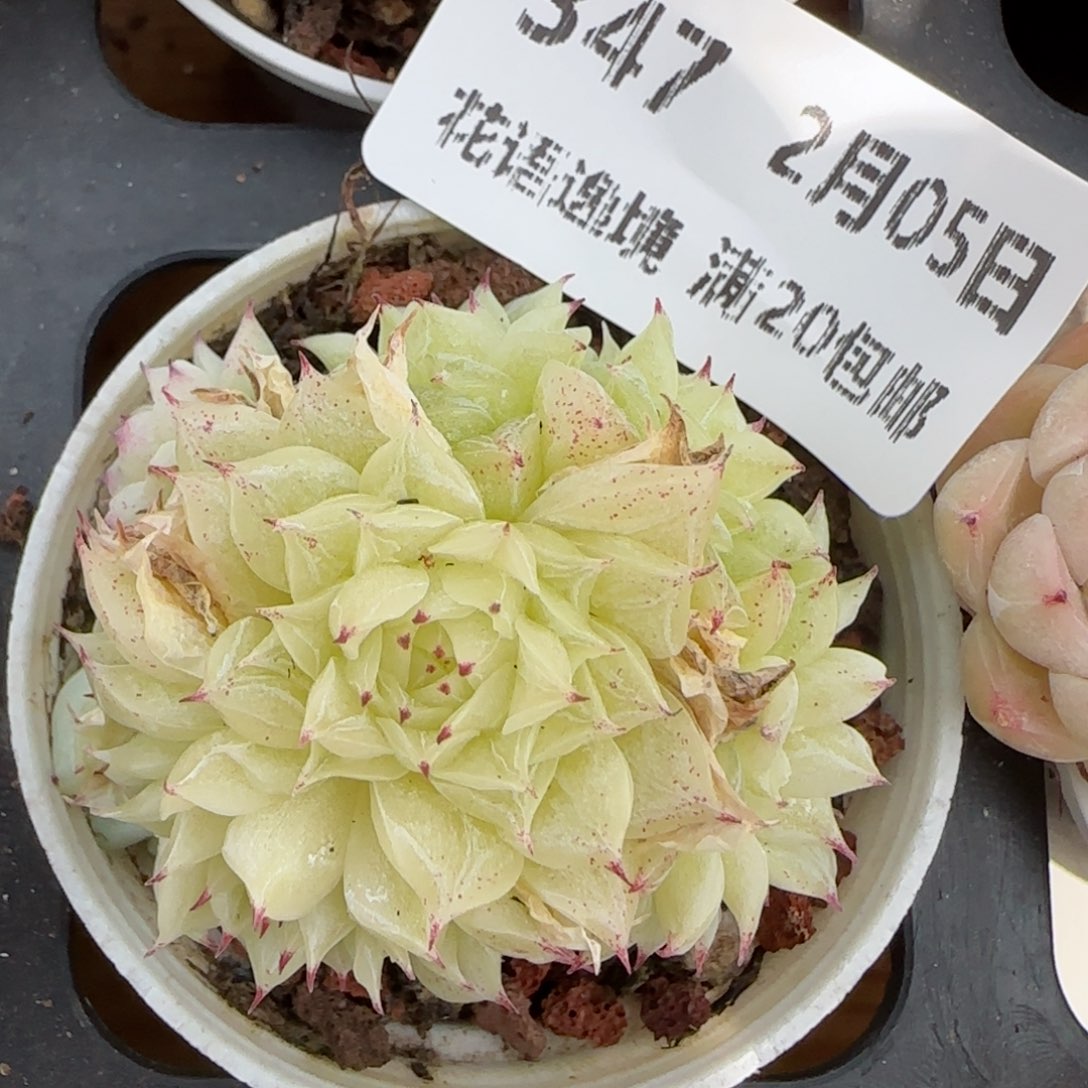 花语逸镜0205-347