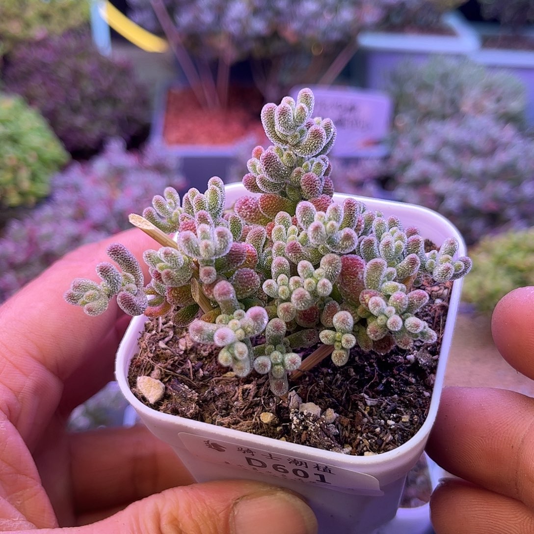 601优选冰晶枝干番杏