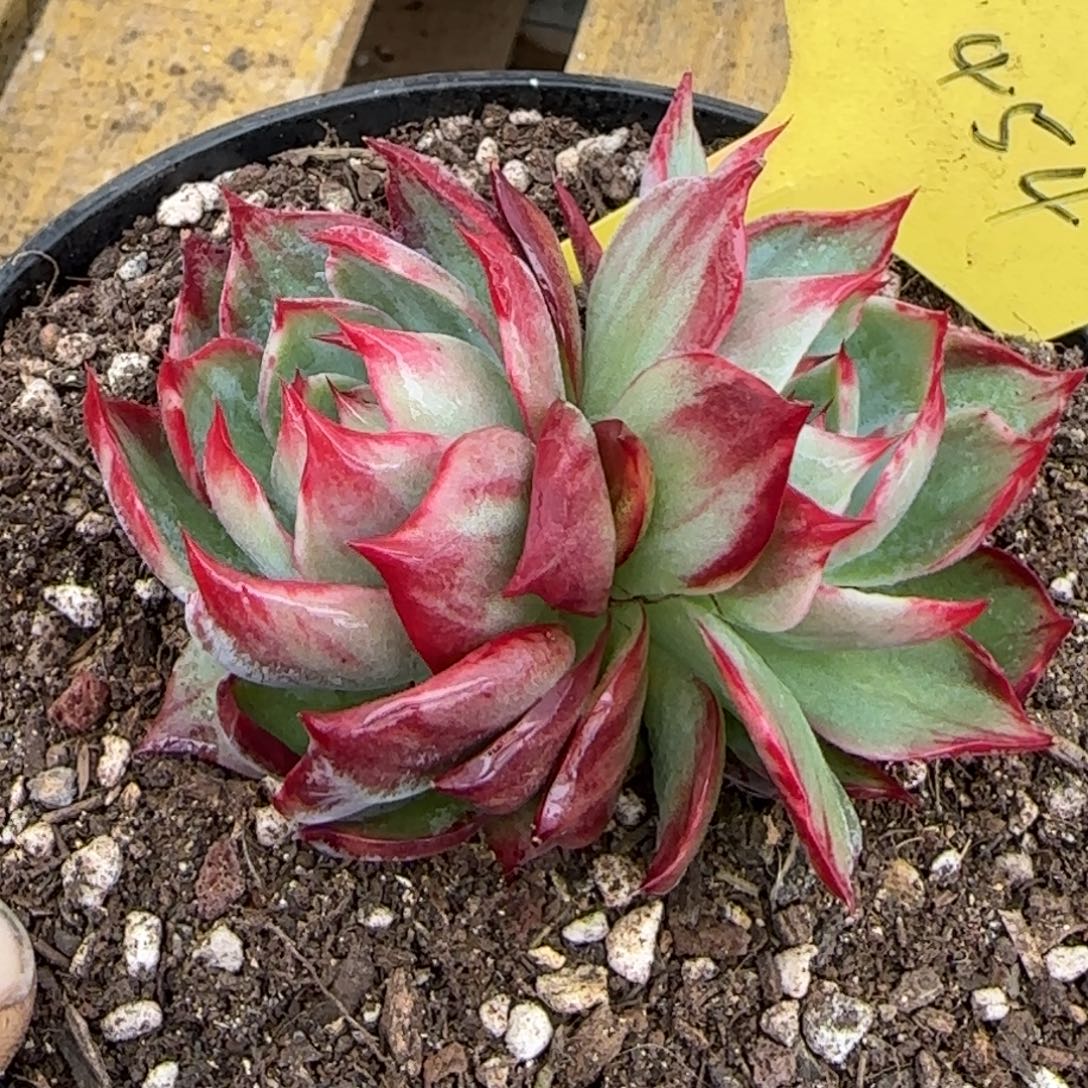 惊鸿一物一拍包装收缩花旱454