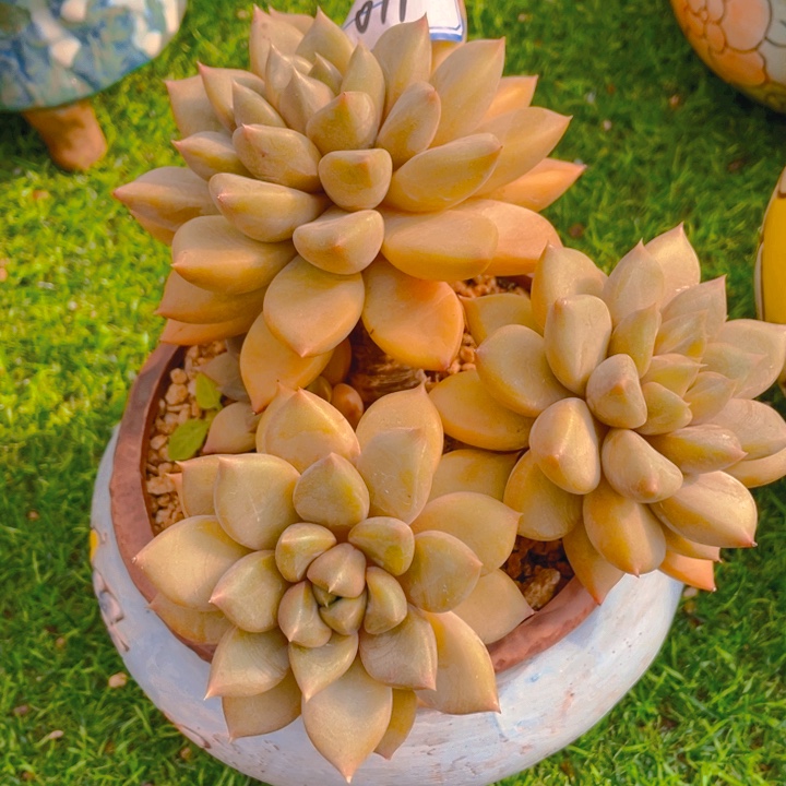 谢谢你的支持00000071