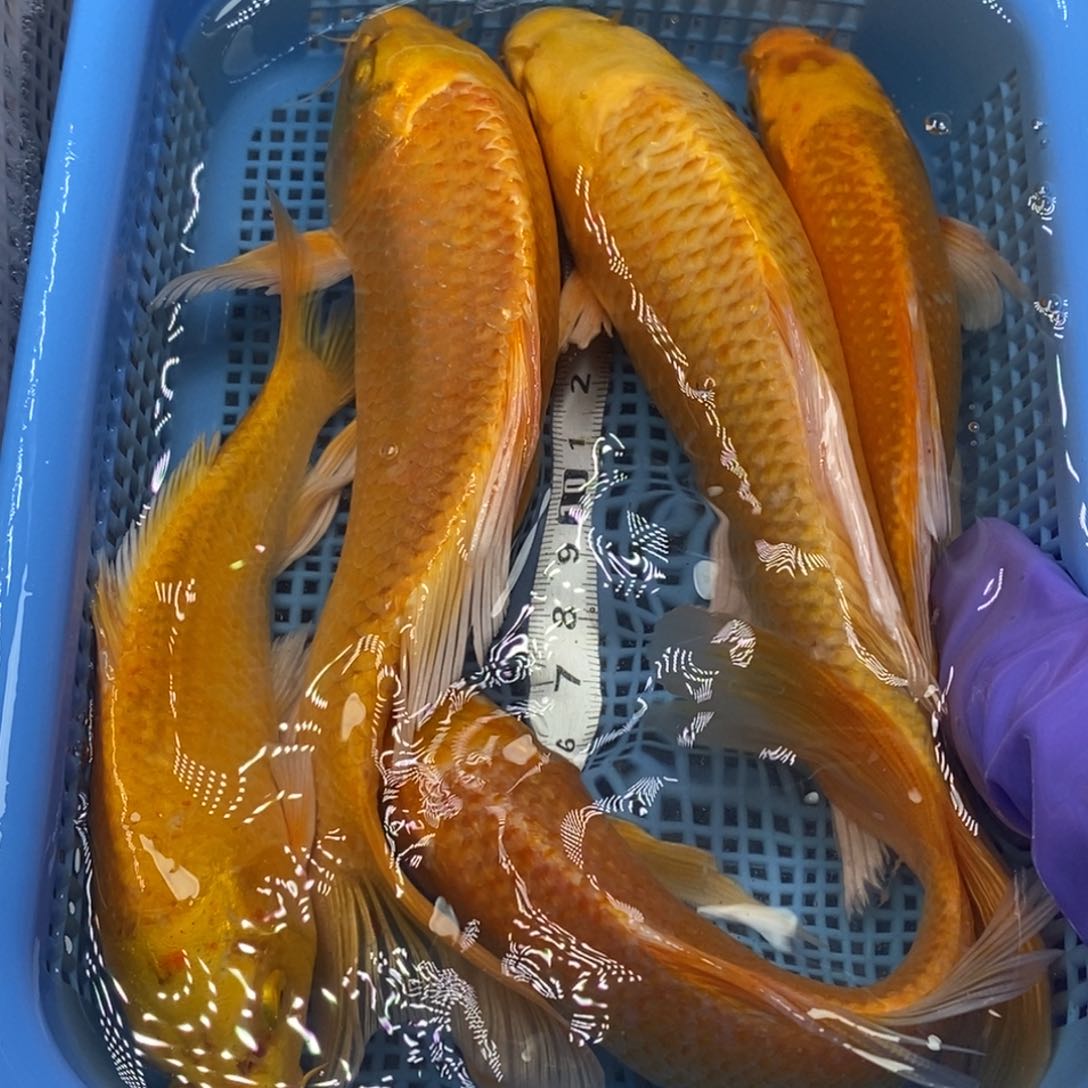 锦鲤冷水锦鲤包邮