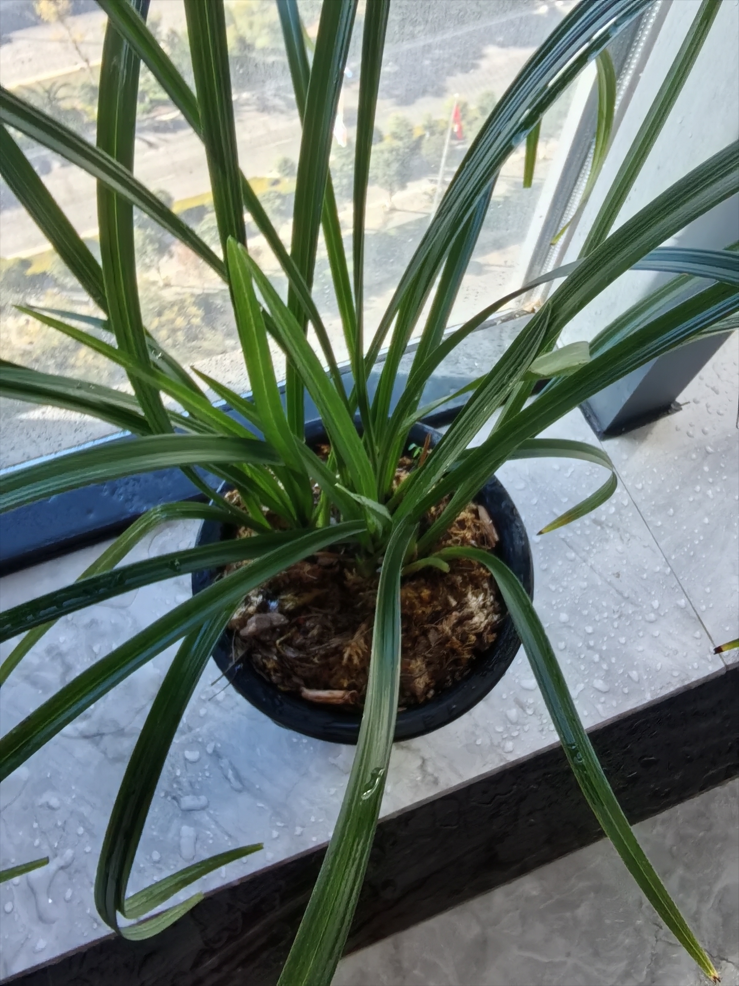 兰花一物一拍300-400