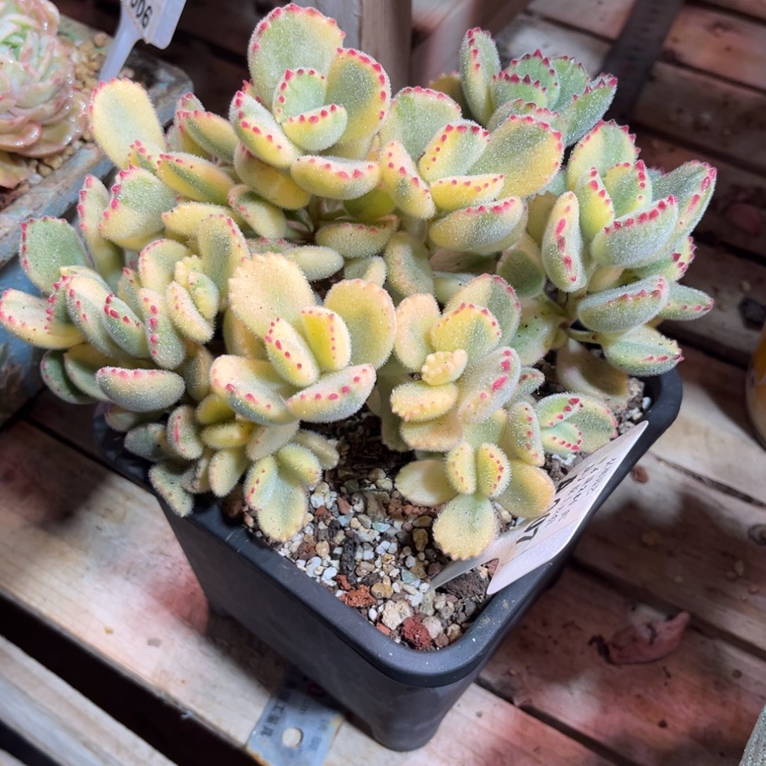 彩虹熊suinverjinlv