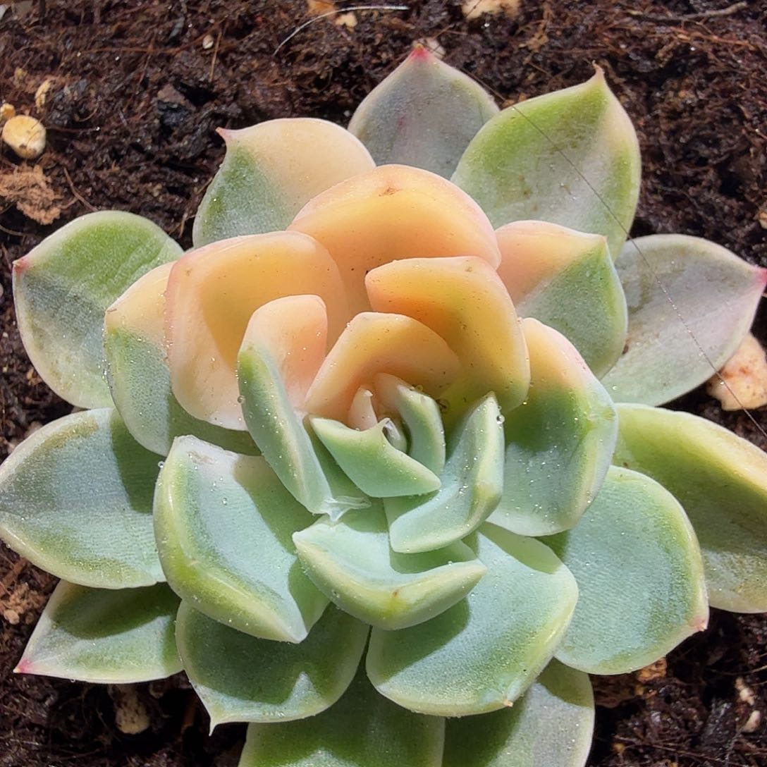 雪兔锦，多肉植物